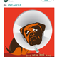 Illustration for article titled Jets Try Talking Shit To Browns, Immediately Back Down